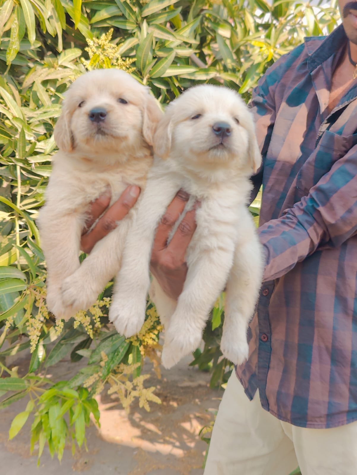 Order Female  Labrador Retriever Puppy from Kolkata